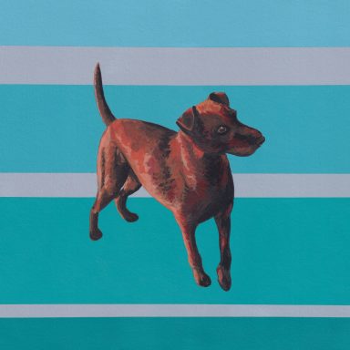 Patterdale Terrier Zed on a Blue and Grey Striped background