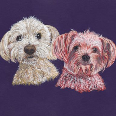 Koko & Lulu 2 Senior Dogs