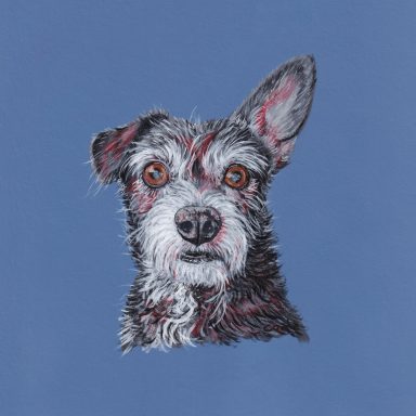 Patterdale Terrier, Coal, Portrait with Blue Background