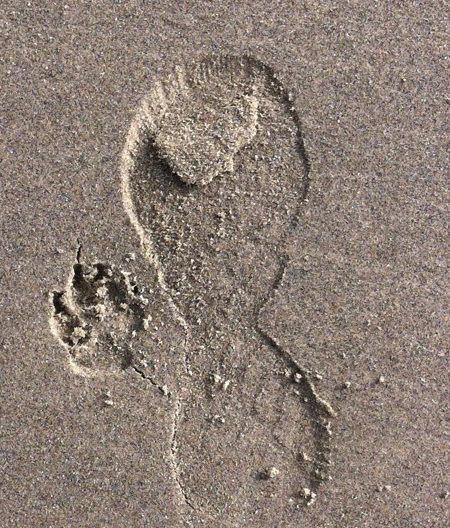 Photo of a footprint and paw print.