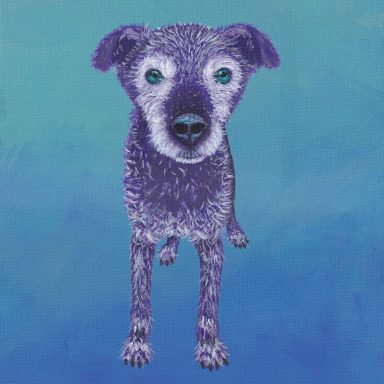 Old Grey Patterdale Terrier on a sea coloured background
