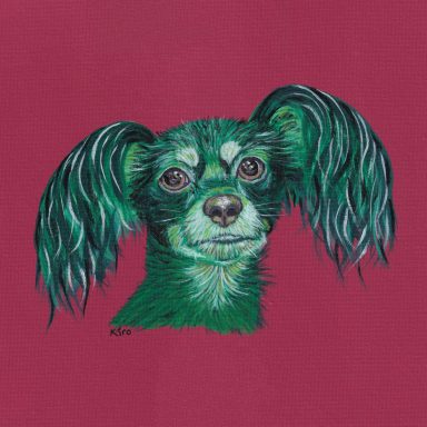 Kiro a Russian Toy Terrier from Finland