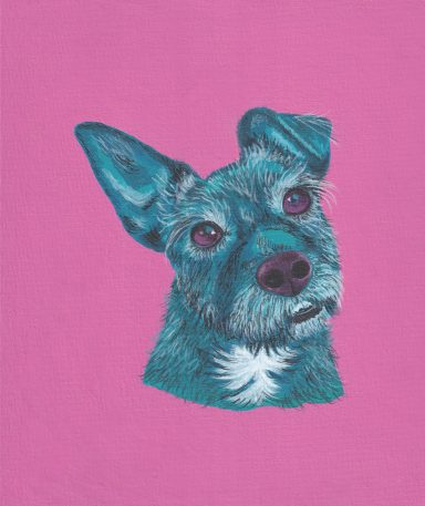 Peggy the Patterdale in Turquoise on a Pink Background
