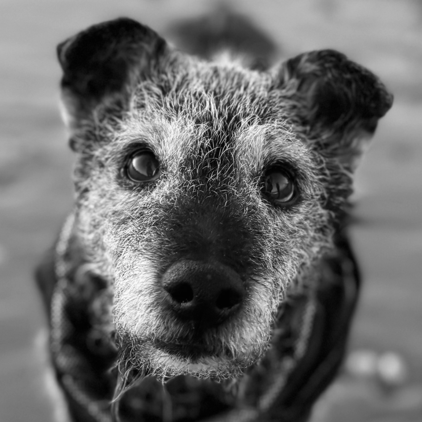 Photo in black and white of Zed The Patterdale Terrier