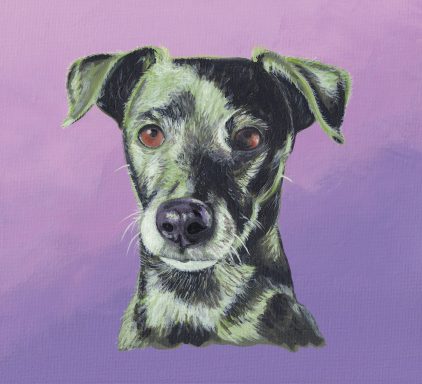 Patterdale Terrier in black and green on a lilac graduated background